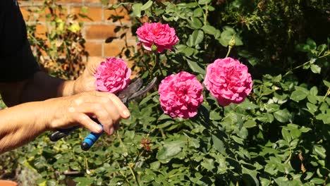 woman with vitiligo on her hands working in the garden-1