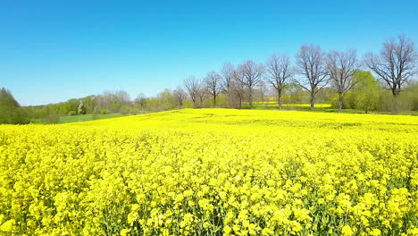 Vibrant-yellow-rapeseed-field-with-a-clear-blue-sky-and-a-blurred-object-in-flight