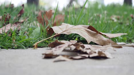 close up of brown leaves on a path