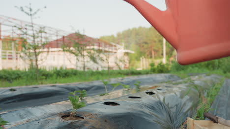 male farmer walks along black plastic mulch rows carrying coral watering can pouring water onto young strawberry plants under sunny sky with forest view nurturing vibrant seedlings