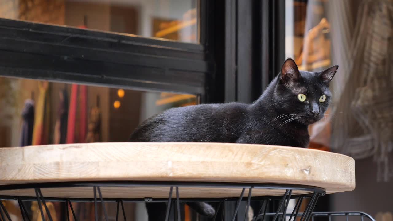 상점 밖의 테이블에 앉아 있는 검은 고양이