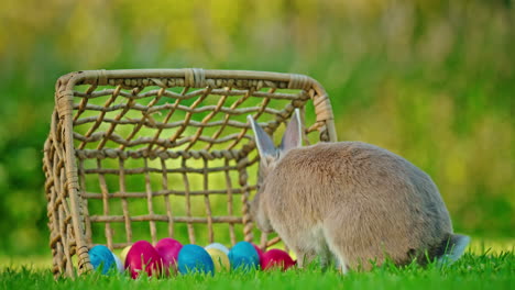 conejo esponjoso por la canasta de pascua