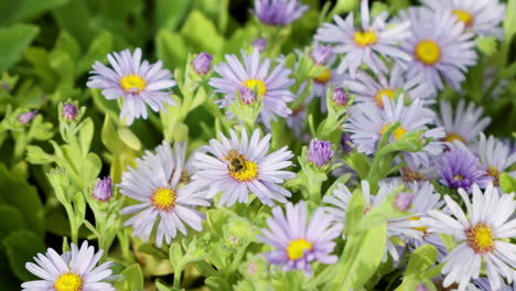 honey bee collects pollen or nectar on purple aster flowers in sunlight