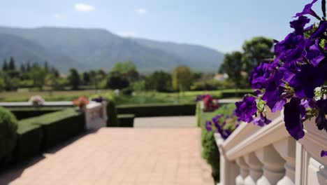 Purple flowers frame a terrace with mountain views