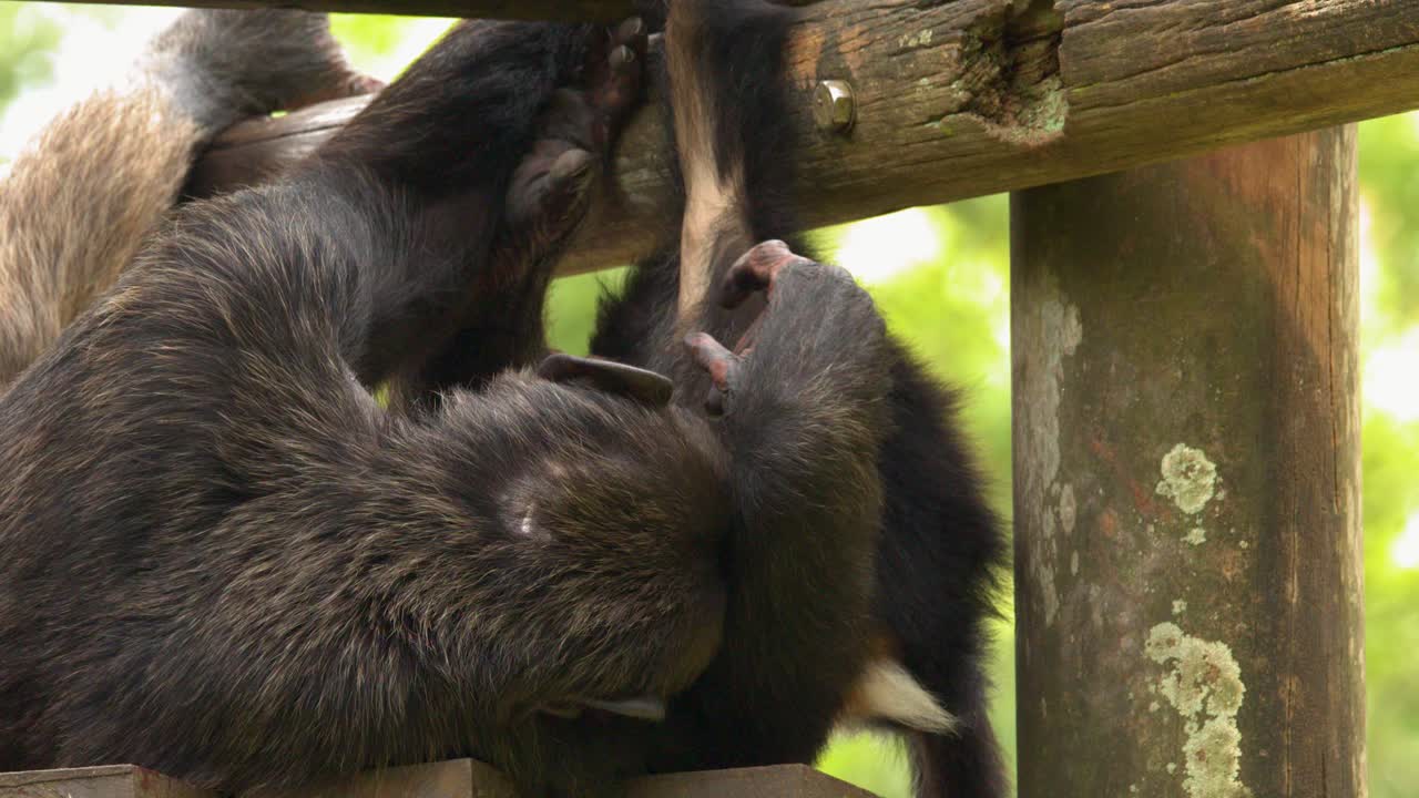 Una scimpanzé madre dorme su una struttura in legno mentre il suo cucciolo si muove nelle vicinanze all'aperto