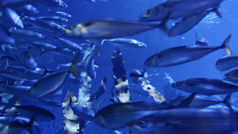 school of fish in an aquarium