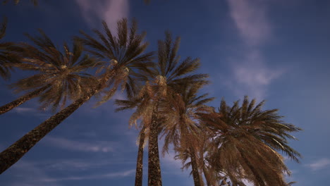 palm trees silhouetted against the sunset sky