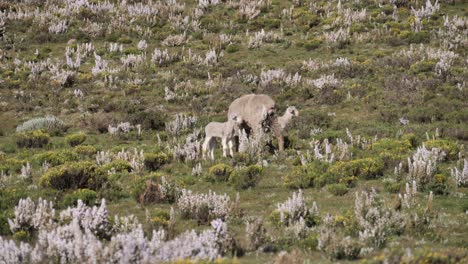 Dos-Corderos-Blancos-Y-Flacos-Con-Su-Madre-Oveja-En-Un-Campo-De-Flores