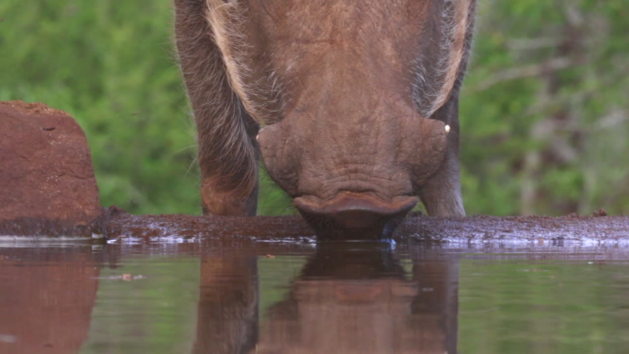 bebidas comunes de jabalí en una fotografía subterránea oculta en el calor del verano en la reserva privada de zimanga en kzn, kwa zulu natal, sudáfrica