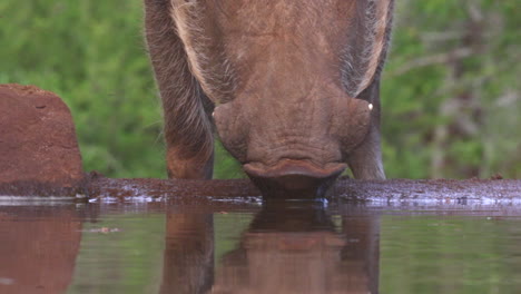 Gemeines-Warzenschwein-Trinkt-In-Einem-Unterirdischen-Fotografieversteck-In-Der-Hitze-Des-Sommers-Im-Privaten-Wildreservat-Zimanga-In-Kzn,-Kwa-Zulu-Natal,-Südafrika