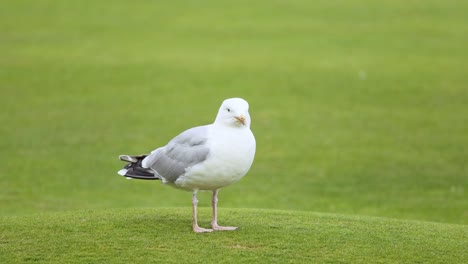 seagull standing still on green grass