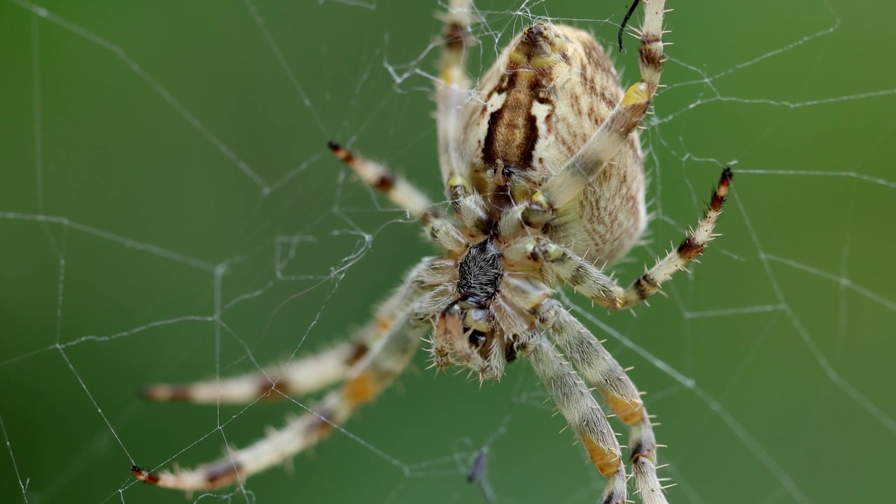 Primo piano di un grande ragno crociato femmina, Araneus diadematus, sulla sua ragnatela. Estate. Regno Unito.