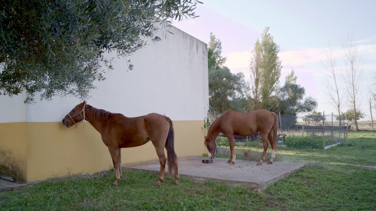 Horses grazing near concrete stable