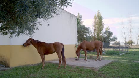 caballos pastando cerca de un establo de hormigón