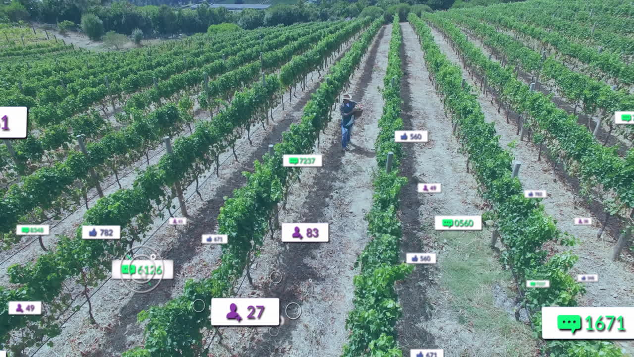 Vineyard worker walking vine rows, carrying crate and tracking plant data with social icons