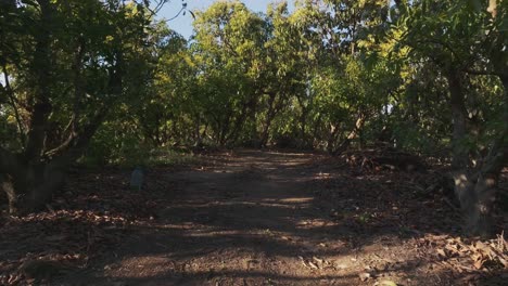 path through avocado orchard near tuxpan, jalisco, mexico