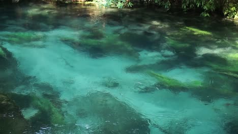 shot of slowly flowing pristine clear turquoise river putaruru blue spring in new zealand