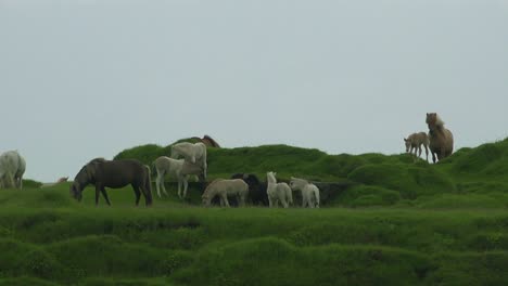 Los-Caballos-Islandeses-Patean-Y-Juegan-En-Silueta-En-Una-Colina-Solitaria-1