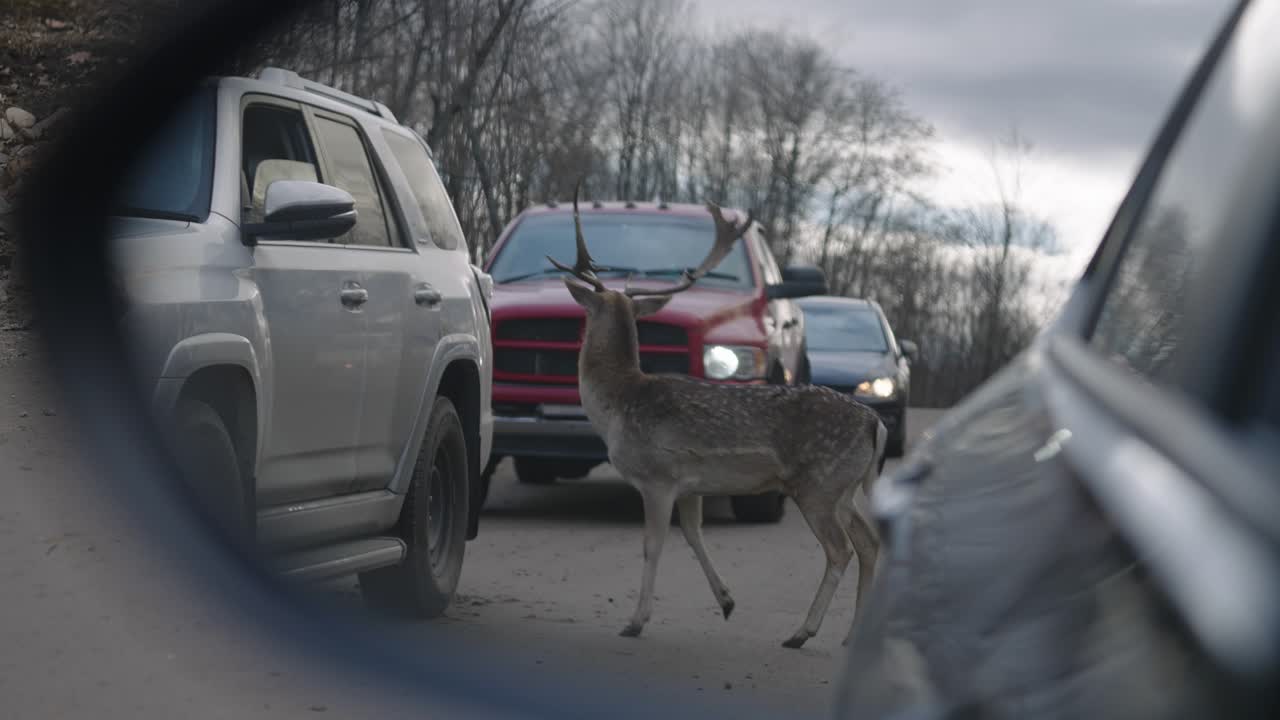 олени читал, стоящие на дороге с автомобилями в парке омега, вид из бокового зеркала автомобиля в квебеке, канада