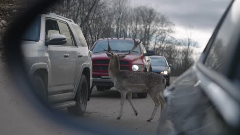 ciervos chital parados en la carretera con autos en parc omega vistos desde el espejo lateral del auto en quebec, canadá