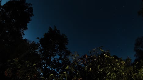 Nebliger-Nachtraffer-In-Queensland,-Der-über-Gumtrees-Aufsteigt,-Um-Sterne-Und-Lichtspuren-Von-Flugzeugen-Aus-Zu-Sehen