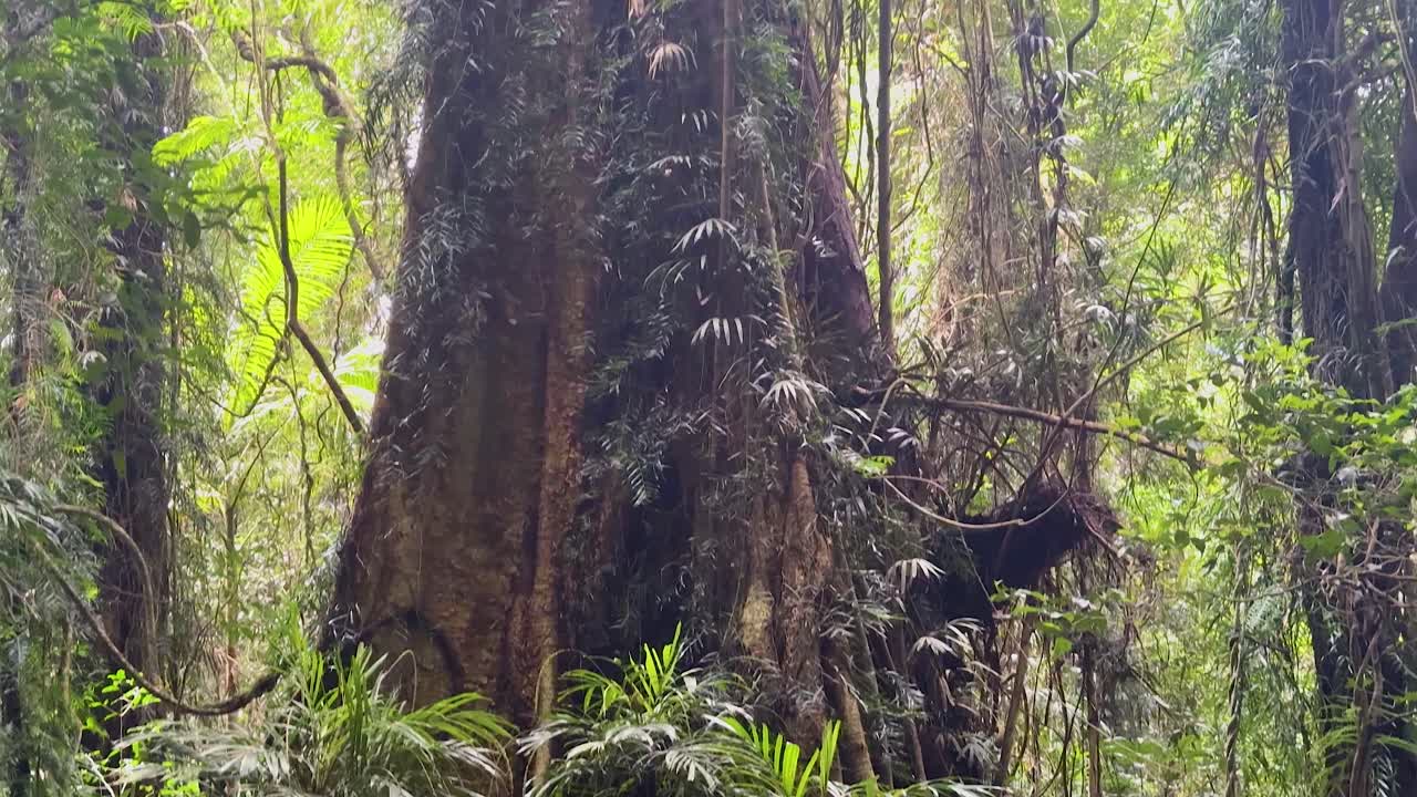Upward camera pan reveals towering rainforest trees, lush foliage, and sunlight filtering through dense canopy