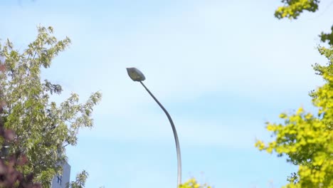 in-the-park-the-road-lamp-pole-and-tree