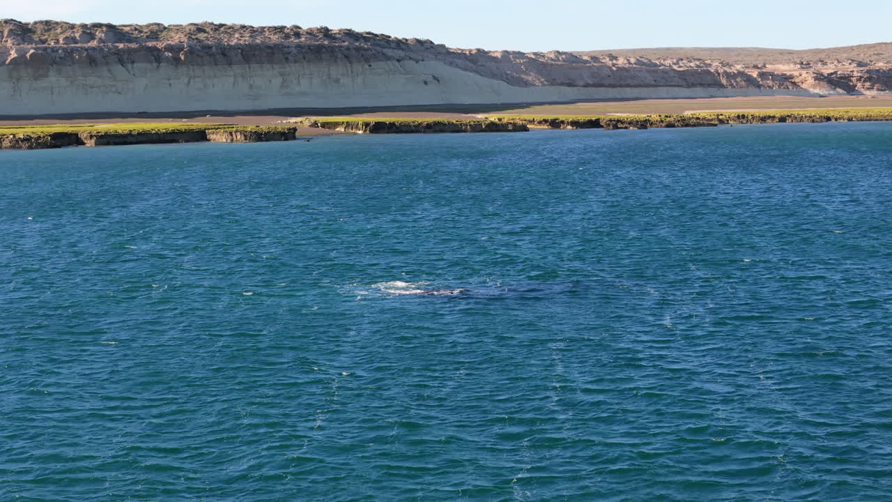 Epic whale shot above the ocean with mountain background, animal wildlife in the sea, drone flight, dolly shot backwards, blue water, copy space