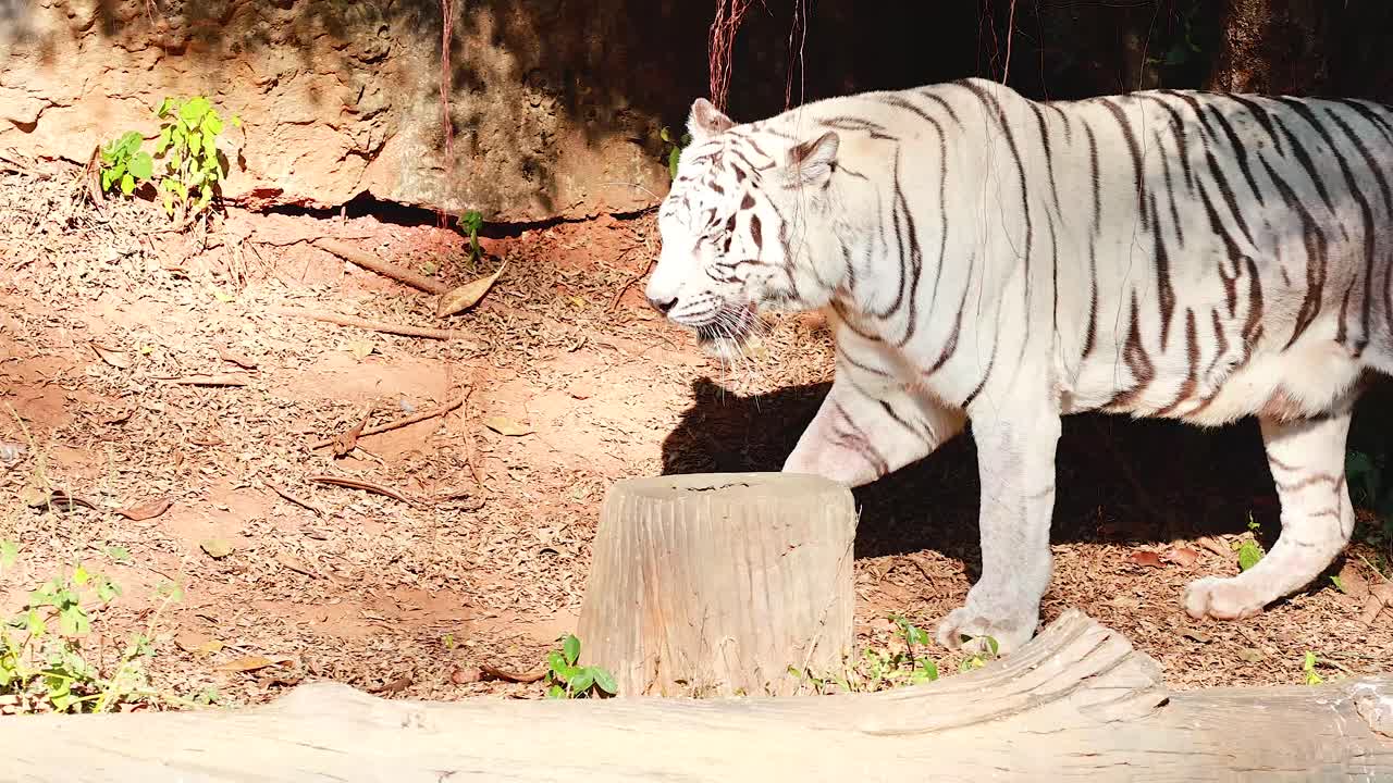 Hvid tiger går gennem indhegning i naturligt habitat