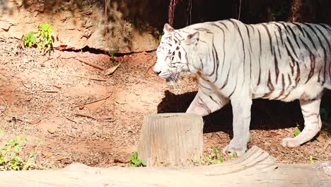 tigre blanco caminando a través del recinto de hábitat natural