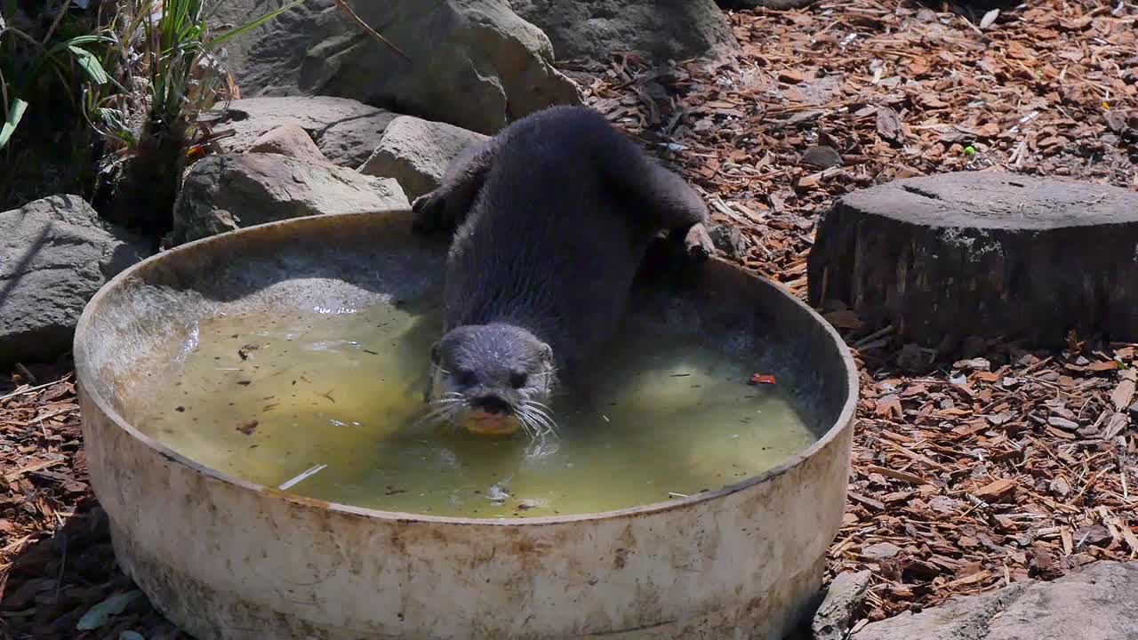 Otter playing in the water