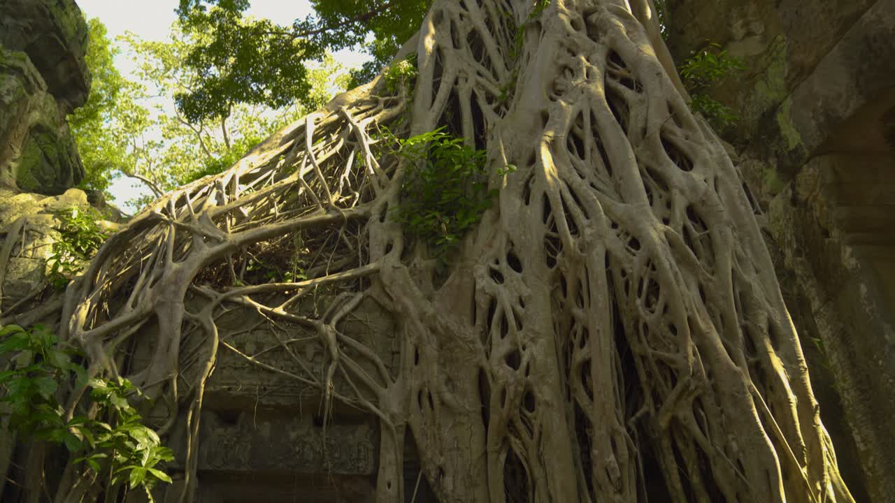 Radici di alberi che crescono dalla porta del Tempio di Ta Prohm ad Angkor Wat, Siem Reap