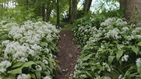 Forest-trail-through-dense-fields-of-wild,-white-garlic-flowers,-low-angle