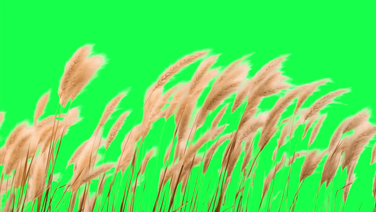 Pampas grass animation, transparent 4K video, green screen