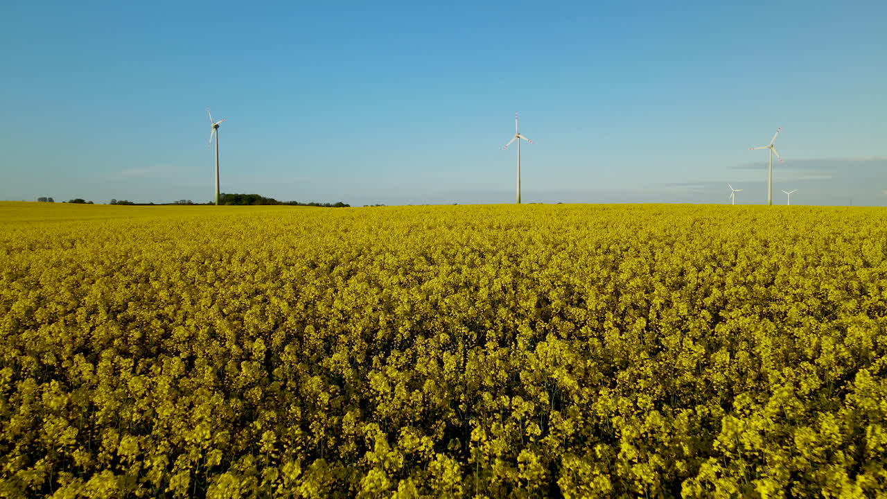 꽃이 만발한 유채밭 위를 날고 있는 공중 드론