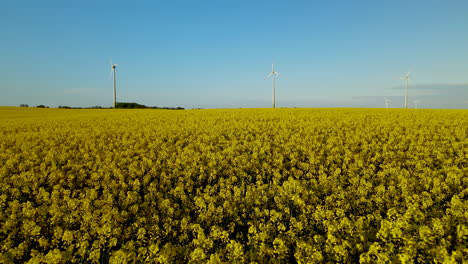 aerial drone flying over flowering rapeseed field