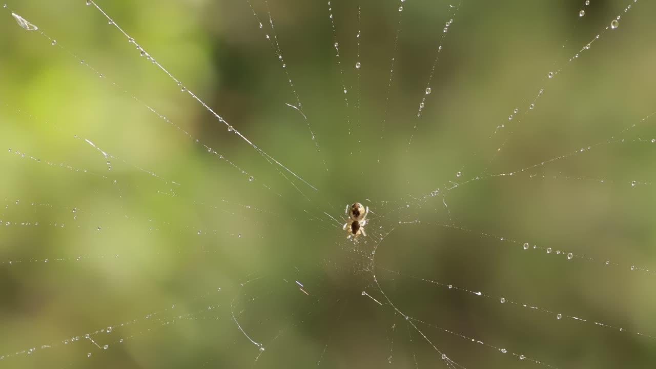 Raindrops on the spider web. Cobwebs in small drops of rain