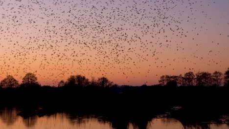 Hermoso-Espectáculo-De-Danza-De-Murmullos-De-Una-Gran-Bandada-De-Pájaros-Estorninos-Contra-El-Cielo-Naranja,-Rosa-Y-Púrpura-Del-Atardecer-En-Somerset,-West-Country,-Inglaterra