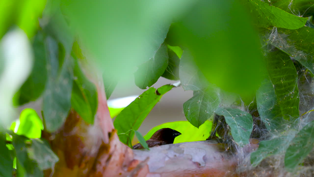 나무에 둥지를 틀고 가을을 준비하는 작은 새