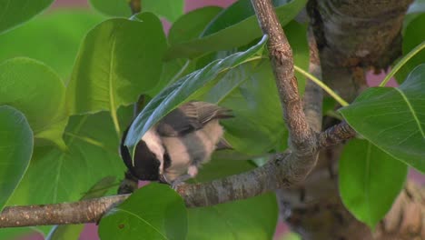 Carolina-chickadee-eats-a-seed-while-perched-on-a-tree-limb