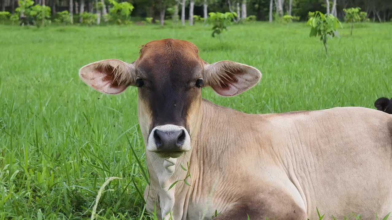 들판 에 있는 어린 소