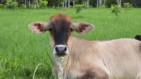 vaca joven en un campo