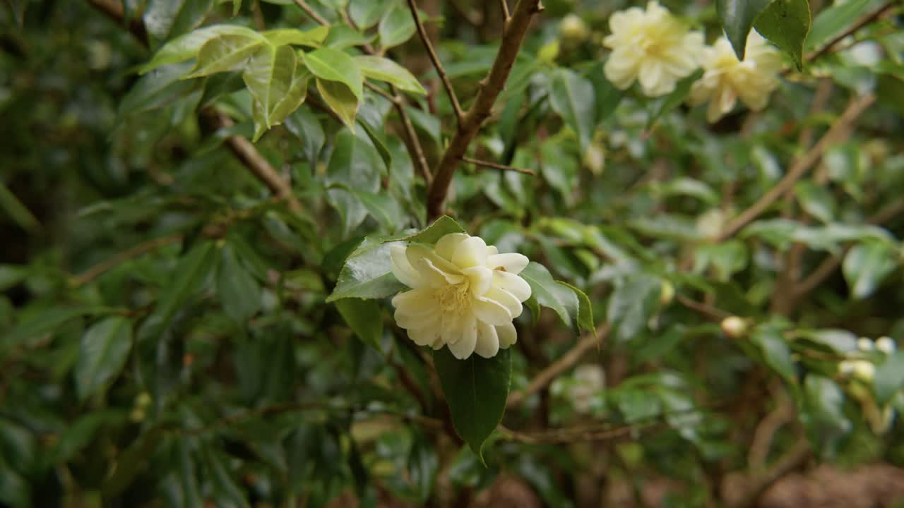 A vibrant camellia in full bloom with soft petals and rich details. Captured in 4K slow motion, this shot showcases the elegance of nature and botanical beauty.