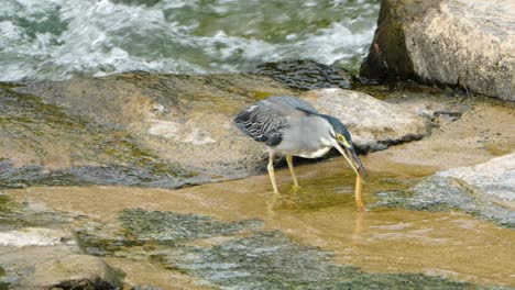 La-Garza-Estriada-Traga-Lentamente-El-Pescado-Capturado-Y-Bebe-Agua-Después-De-Comer-En-La-Costa-Rocosa-Del-Arroyo