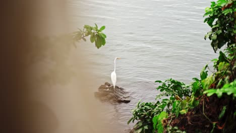 un ibis blanco posado en una roca en el agua, visto desde la distancia entre el follaje verde, isla de ometepe, nicaragua