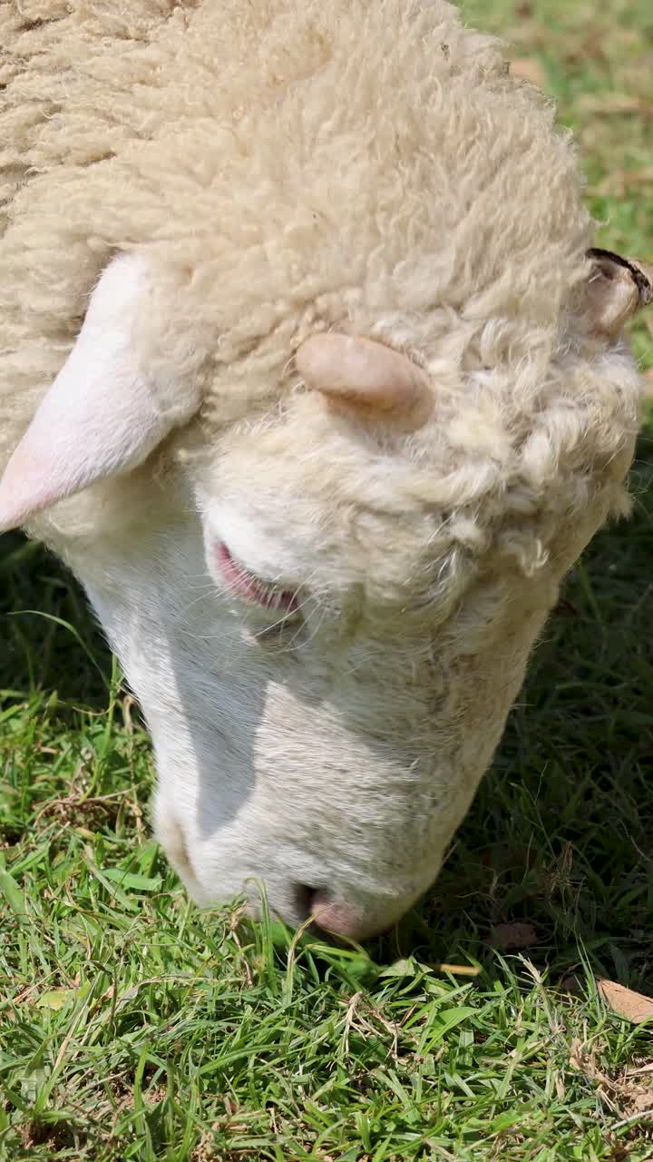 Primo piano di pecore che mangiano erba sotto la luce del giorno intensa in una fattoria rurale thailandese, angolazione della telecamera stabile.
