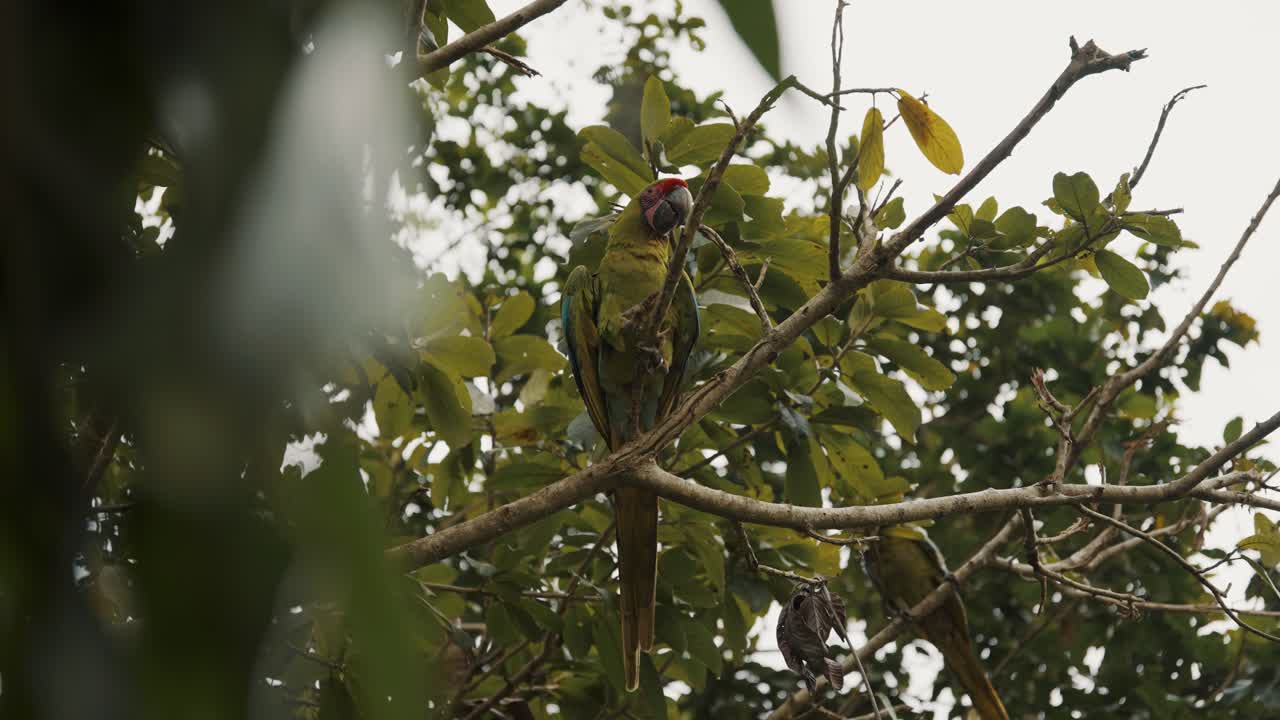 vista de un gran pájaro guacamayo verde sentado en la rama en un santuario en punta uva, costa rica - tiro de ángulo bajo
