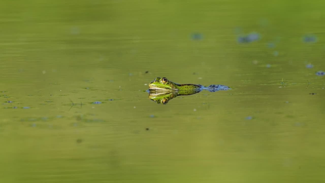 крупный план зеленой лягушки, проглядывающей сквозь поверхность пруда во время полета мухи