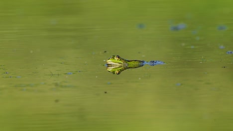 Primer-Plano-De-La-Rana-Verde-Asomándose-A-Través-De-La-Superficie-De-Un-Estanque-Mientras-Vuela-La-Mosca