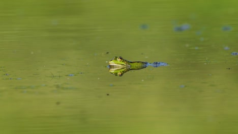 primer plano de la rana verde asomándose a través de la superficie de un estanque mientras vuela la mosca